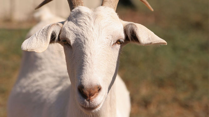 Cum să tratezi articulațiile la capre, Ce este bruceloza? Cauze, simptome, tratament