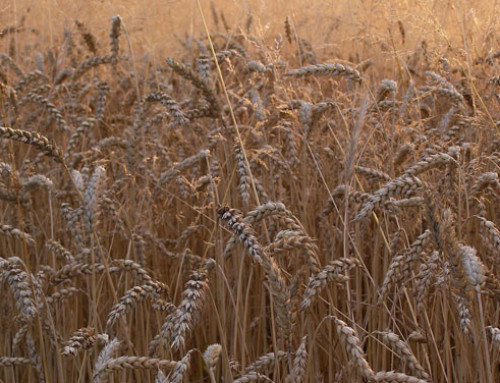 Anacer: andamento import/export cerealicolo in Italia nei primi sei mesi del 2022