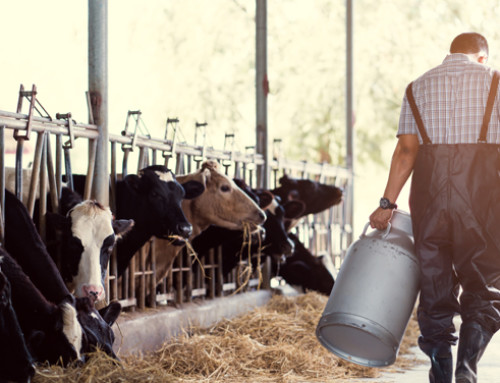 CREA: + 111% l’aumento medio dei costi negli allevamenti di bovini da latte
