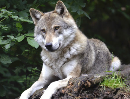 Status di specie protetta del lupo: la valutazione della Commissione UE arriverà entro la fine del 2023