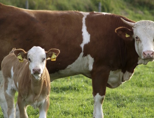 Il mese di nascita influenza le produzioni delle bovine da latte