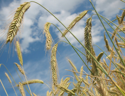FAO: in calo la produzione mondiale di cereali