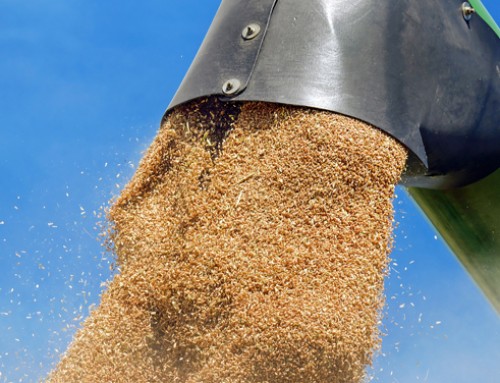 Anacer: +4,2% in volume l’import cerealicolo in Italia registrato nel primo semestre 2023