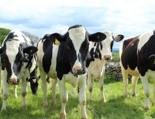 Continua a diminuire la popolazione di bestiame in UE