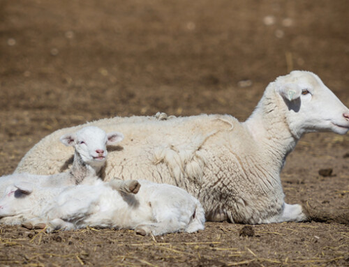 Pascoli salini: un’alternativa economica e sostenibile per l’accrescimento degli agnelli