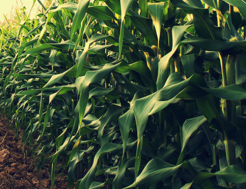 Contaminazione da micotossine nei prodotti del mais: ecco i nuovi dati italiani