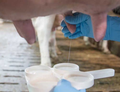 Formazione dei mungitori: un punto strategico dell’allevamento da latte