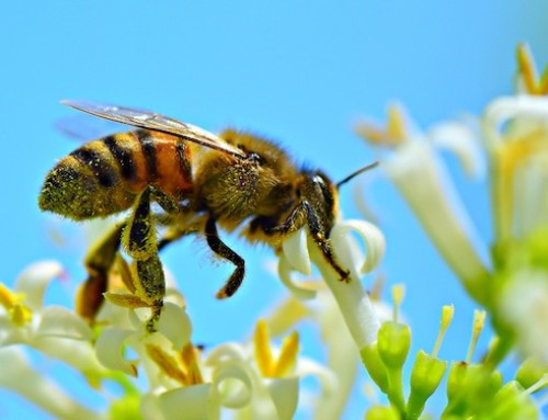 Stretta dall’UE sui limiti di residui di pesticidi per proteggere le api