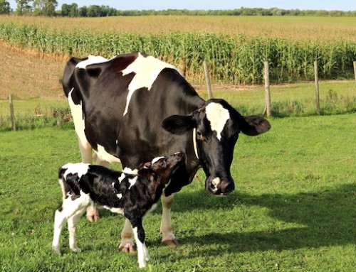 Protetto: Tolleranza al caldo: ci sono differenze tra bovini adulti e vitelli?