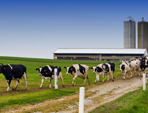 Il settore lattiero-caseario della California azzererà le sue emissioni nette di metano entro il 2030