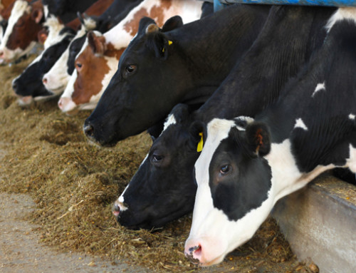 Effetto del lievito vivo sulla fermentazione ruminale e sul profilo metabolico di bovine da latte ad inizio lattazione
