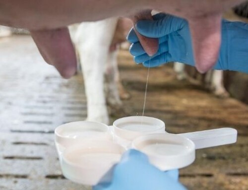 Mastite subclinica: ecco gli effetti sul peptidoma del latte