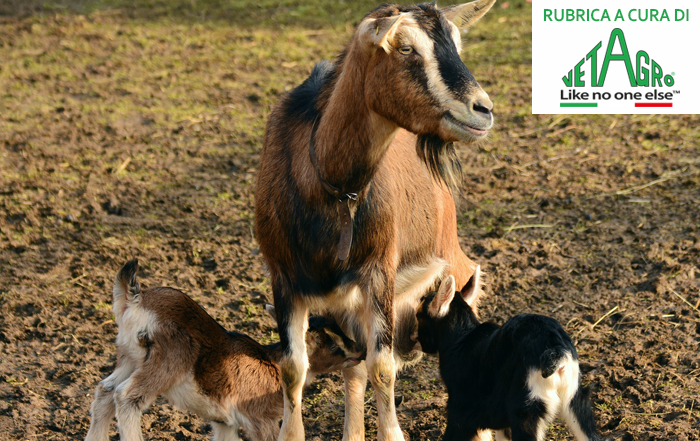 Strategie nutrizionali per migliorare la qualità del latte di capra –  Ruminantia – Web Magazine del mondo dei Ruminanti
