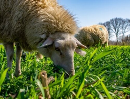 L’uso di foglie di ulivo nelle diete per gli ovini in lattazione migliora la qualità del formaggio