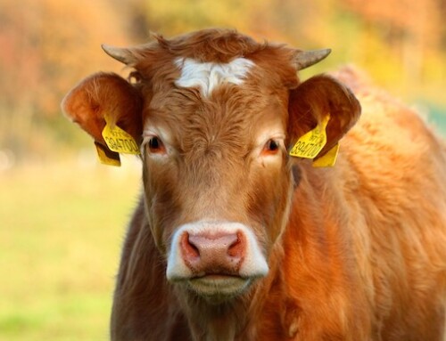Effetti sul clima della carne coltivata e dei bovini da carne
