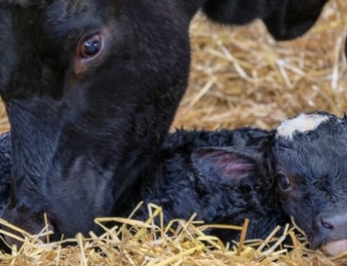Come massimizzare le prestazioni della progenie tramite la nutrizione delle bovine in gravidanza