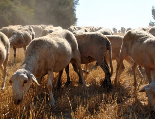 Scrapie negli ovini: risultati della genotipizzazione nella razza Valle del Belice