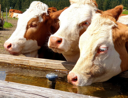 Carne bovina e consumo idrico: una dieta vegana risolverebbe il problema?