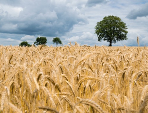 Eurostat: rallenta l’aumento dei prezzi dei prodotti agricoli