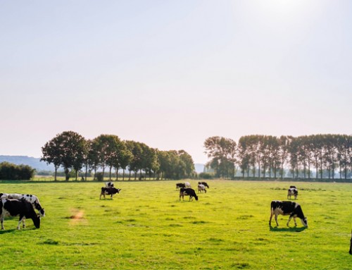 Nutrire le vacche da latte per ridurre la “Carbon Footprint”