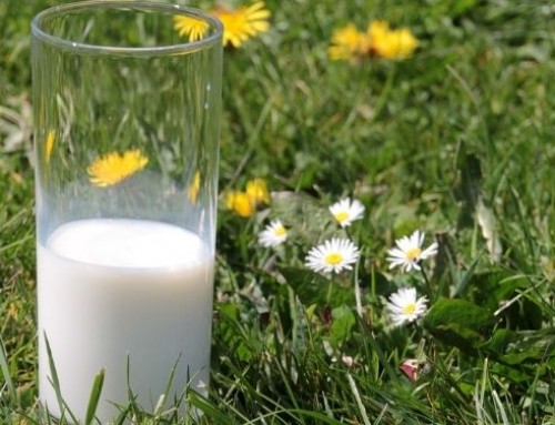 Il latte crudo, le proprietà sensoriali di un latte antico