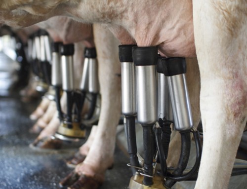 Cresce la produzione di latte in stalla: cosa fare?