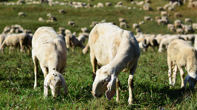 Pompei, al via l'eco pascolo: 150 pecore per una manutenzione sostenibile  del verde – Ruminantia – Web Magazine del mondo dei Ruminanti