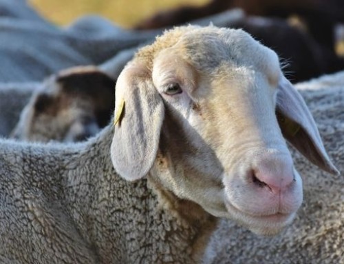 Effetti sulla qualità della carne dell’impiego di fonti diverse di selenio nelle diete per ovini