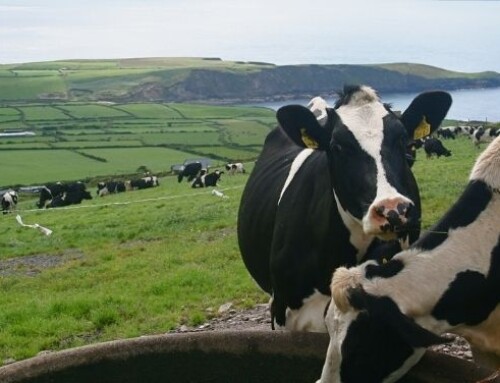 Limiti e prospettive dell’allevamento per la produzione di latte biologico in UE
