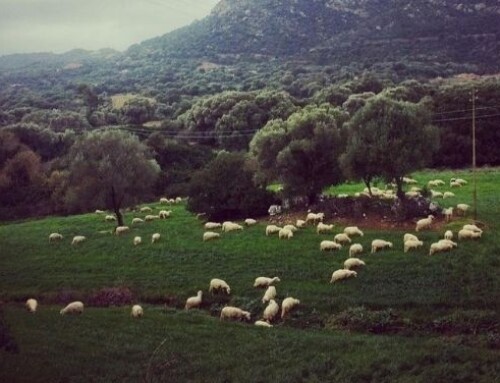 Regione Sardegna: emanati i bandi per i sostegni ad agricoltura e zootecnia