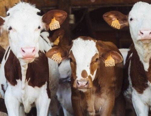 Gestione e benessere dei vitelli: la situazione negli Stati Uniti e in Canada