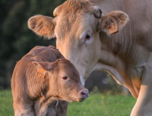 L’aggiunta di metionina nella dieta delle bovine da carne induce modifiche epigenetiche nel muscolo dei vitelli