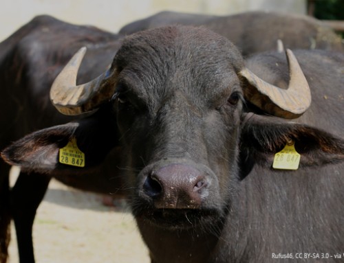Programma di eradicazione della Brucellosi nelle bufale campane. L’interrogazione alla Commissione UE