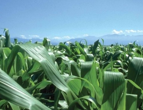 Approvato in Italia Ecovelex™ 2023, il nuovo trattamento repellente contro i volatili per sementi di mais di Eden e Corteva