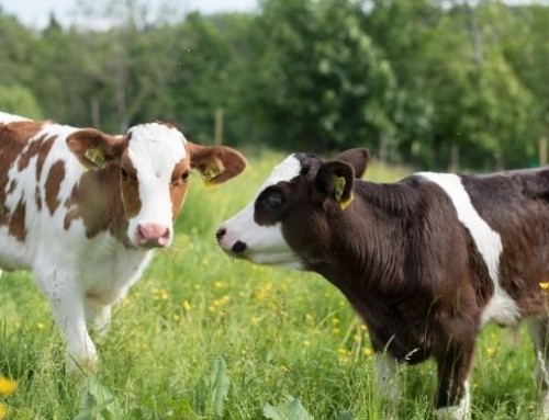 Lo svezzamento: uno dei periodi più stressanti nella vita produttiva del vitello