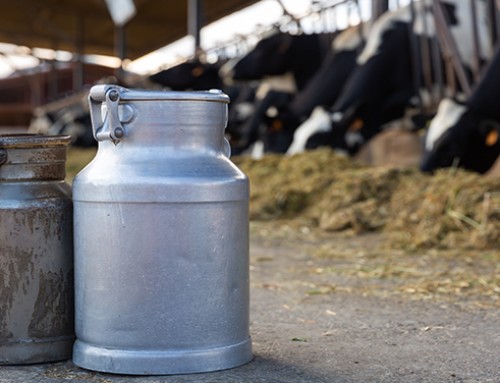 Il prezzo del latte spot in Italia arriva a 52,3 euro/100 kg