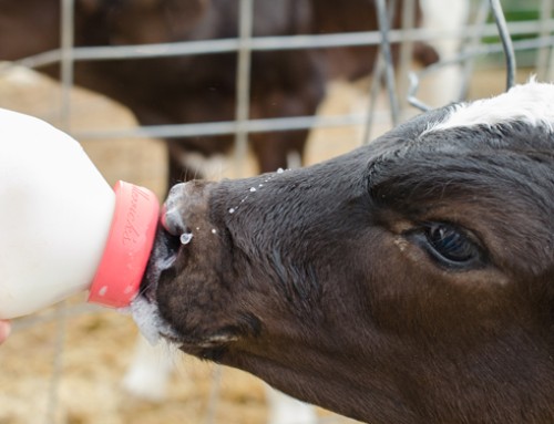 Effetto dell’integrazione con β-glucani derivati da alghe sulle prestazioni, salute e sui metaboliti del sangue dei vitelli da latte Holstein
