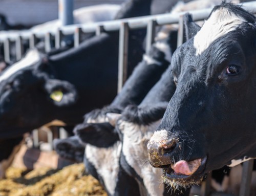 Siamo pronti con l’alimentazione automatica delle bovine da latte? Lo scopriremo il 28 giugno a Modena