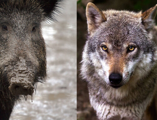 C’è bisogno di una decisione rapida per lupi e cinghiali