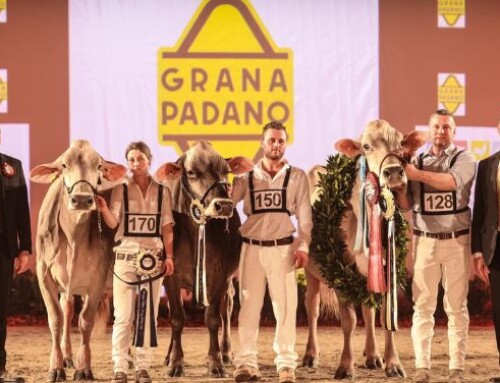 Cremona International Dairy Show 2022: le vincitrici per la razza bruna