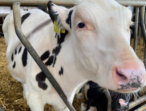 Benefici della paglia d’orzo come foraggio per i vitelli da latte prima e dopo lo svezzamento