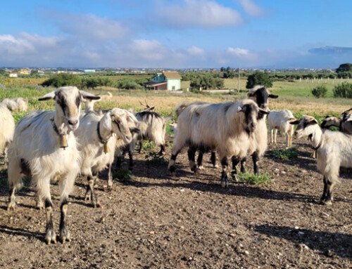 La capra Mascaruna: un percorso per la conservazione