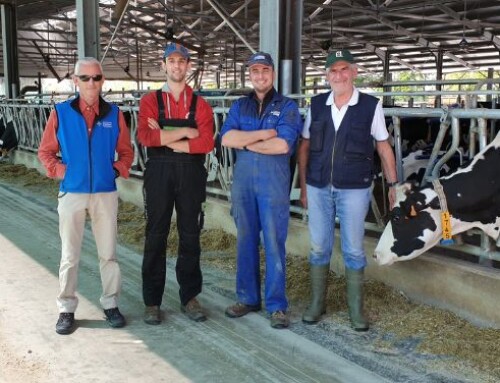 Le balie nella gestione dei vitelli: l’approccio innovativo dell’azienda Boselli Enrico e Antonio