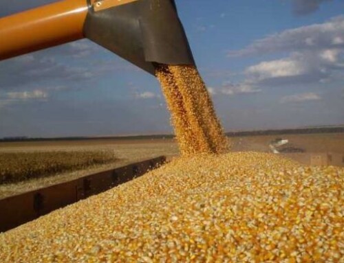Compag: scarse risorse idriche, la semina del mais è crollata in Veneto e Lombardia