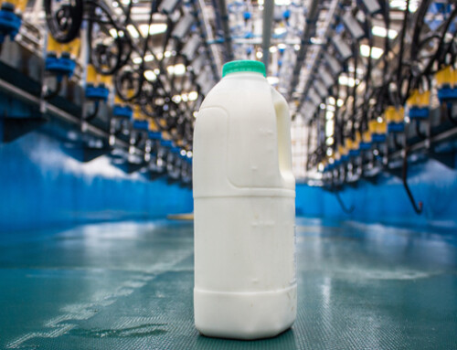 Sistema di mungitura e routine pre-mungitura influenzano la comunità microbica del latte di massa