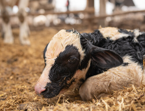 Benessere dei vitelli: ecco l’atteso parere dell’EFSA