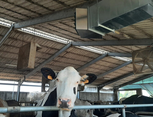 Un metodo alternativo per raffrescare i bovini (VIDEO)