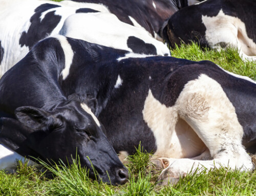 Una soluzione pratica per prevenire la Sindrome Ipocalcemica della bovina da latte (VIDEO)