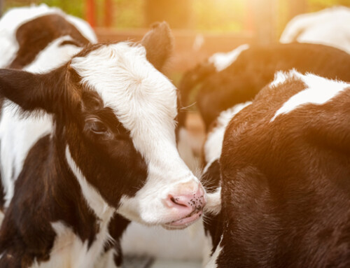 Stress da caldo: un pericolo concreto per la salute intestinale della vacca e del vitello