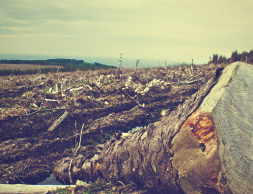 Il Consiglio UE adotta il regolamento per ridurre rischio di deforestazione da prodotti importati